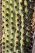 lemairocereusthurberi2_small.jpg