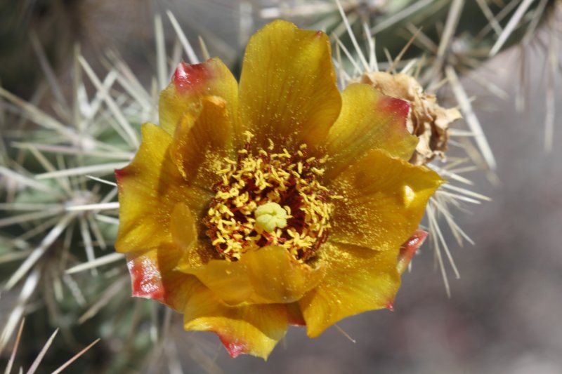 cylindropuntiaacanthocarpa.jpg