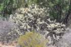 cylindropuntiaacanthocarpa3_small.jpg