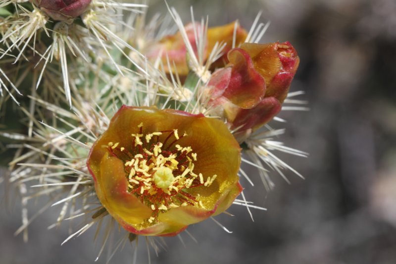 cylindropuntiaacanthocarpa4.jpg