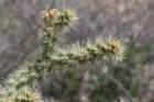 cylindropuntiaacanthocarpa5_small.jpg