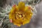 cylindropuntiaacanthocarpa_small.jpg