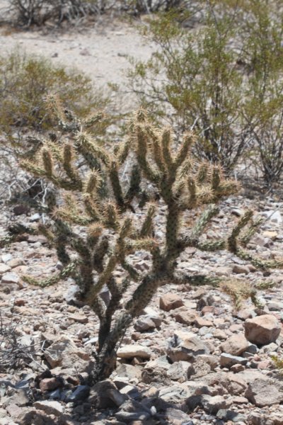 cylindropuntiaversicolor2.jpg