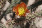 cylindropuntiaversicolor3_small.jpg