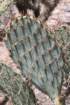 opuntiaphaeacantha_small.jpg