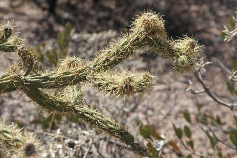cylindropuntiaversicolor.jpg