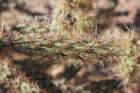 cylindropuntiaversicolor2_small.jpg