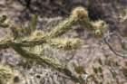 cylindropuntiaversicolor_small.jpg