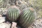 ferocactusemoryi3_small.jpg