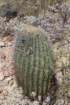 ferocactusemoryi_small.jpg