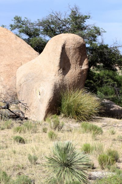 habitatyuccaharrimaniaeforegroundnolinamicrocarpabaseofboulder.jpg