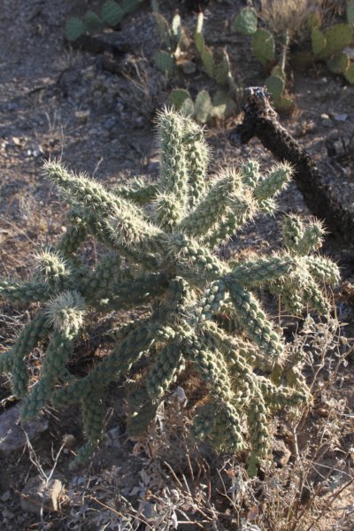 cylindropuntiaacanthocarpa.jpg