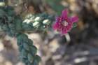 cylindropuntiaacanthocarpa2_small.jpg