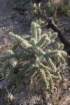 cylindropuntiaacanthocarpa_small.jpg