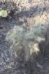 cylindropuntiafulgida_small.jpg