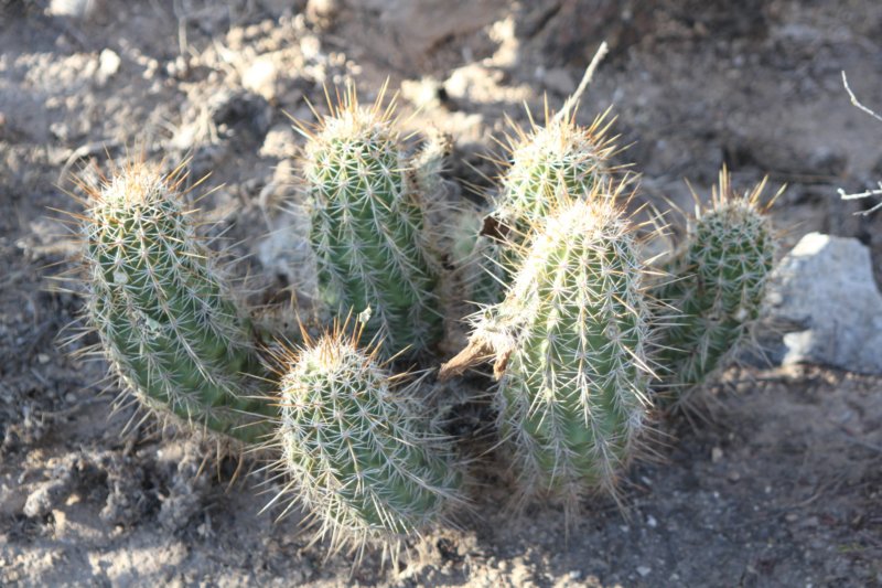 echinocereus.jpg