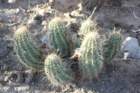 echinocereus_small.jpg