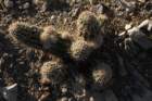 echinocereusfendlerivarrectispinus2_small.jpg