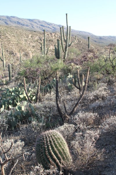 habitatferocactuswislizeniiforeground.jpg
