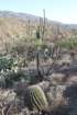 habitatferocactuswislizeniiforeground_small.jpg