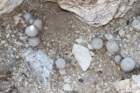 mammillariagrahamii2_small.jpg