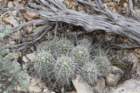 echinocereustriglochiadatus_small.jpg
