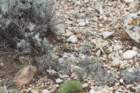 habitatpediocactusparadineiinei_small.jpg