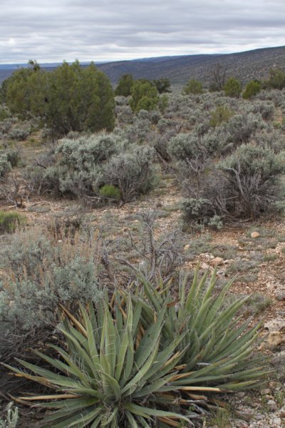habitatyuccabaccata.jpg