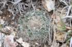 pediocactusparadineiinei2_small.jpg