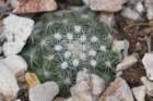 pediocactusparadineiinei4_small.jpg