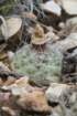 pediocactusparadineiinei_small.jpg
