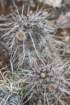 echinocereusfendleri2_small.jpg