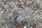 echinocereusfendleri_small.jpg