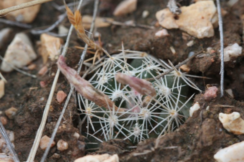 neobesseyamissouriensis.jpg