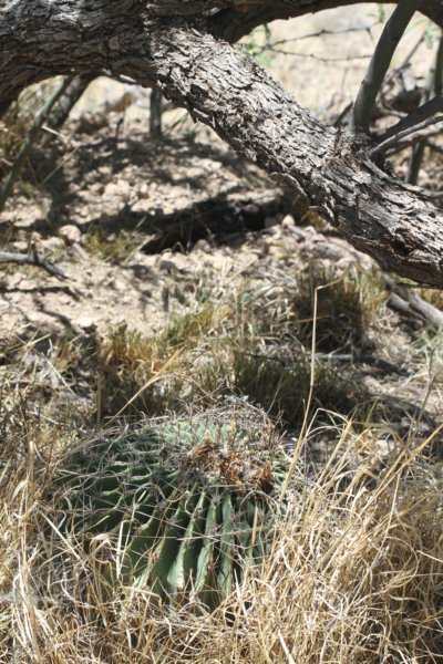 ferocactuswislizenii.jpg
