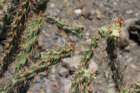cylindropuntiaacanthocarpa2_small.jpg