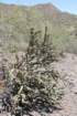 cylindropuntiaacanthocarpa_small.jpg
