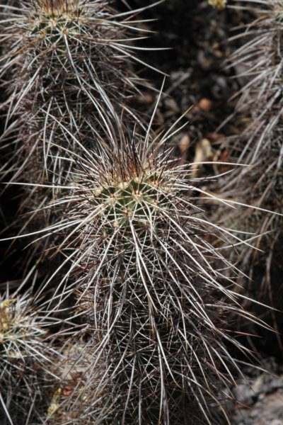echinocereusengelmannii2.jpg