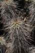 echinocereusengelmannii2_small.jpg