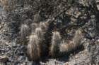 echinocereusengelmannii_small.jpg