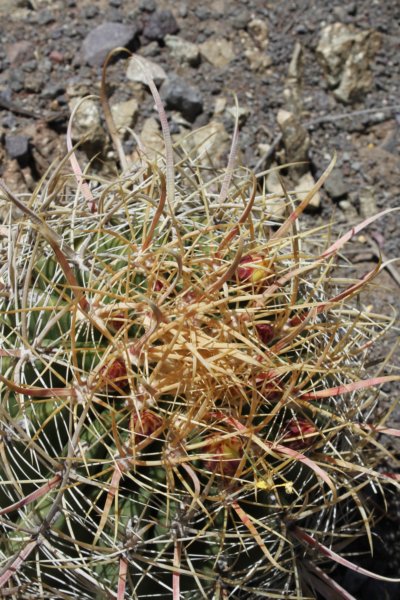 ferocactuseastwoodiaeacanthodes.jpg