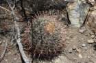 ferocactuseastwoodiaeacanthodes3_small.jpg