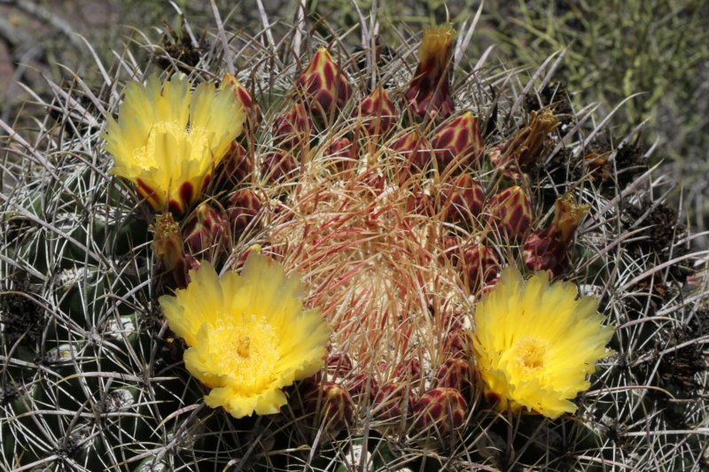 ferocactuseastwoodiaeacanthodes4.jpg