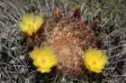 ferocactuseastwoodiaeacanthodes4_small.jpg