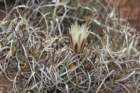 toumeyapapyracanthasclerocactus_small.jpg