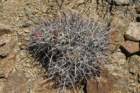 echinocactuspolycephalus2_small.jpg