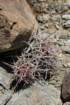 echinocactuspolycephalus3_small.jpg