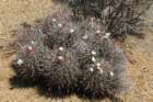 echinocactuspolycephalus_small.jpg