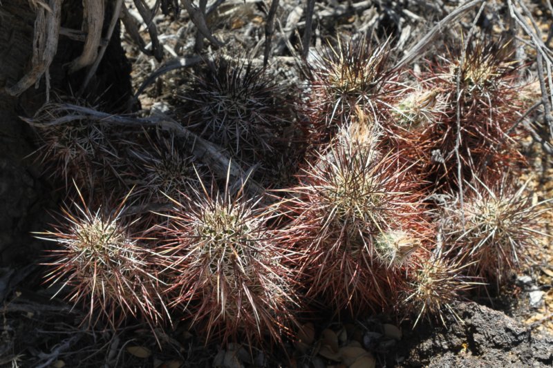 echinocereusengelmannii.jpg