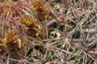 ferocactusacanthodes_small.jpg